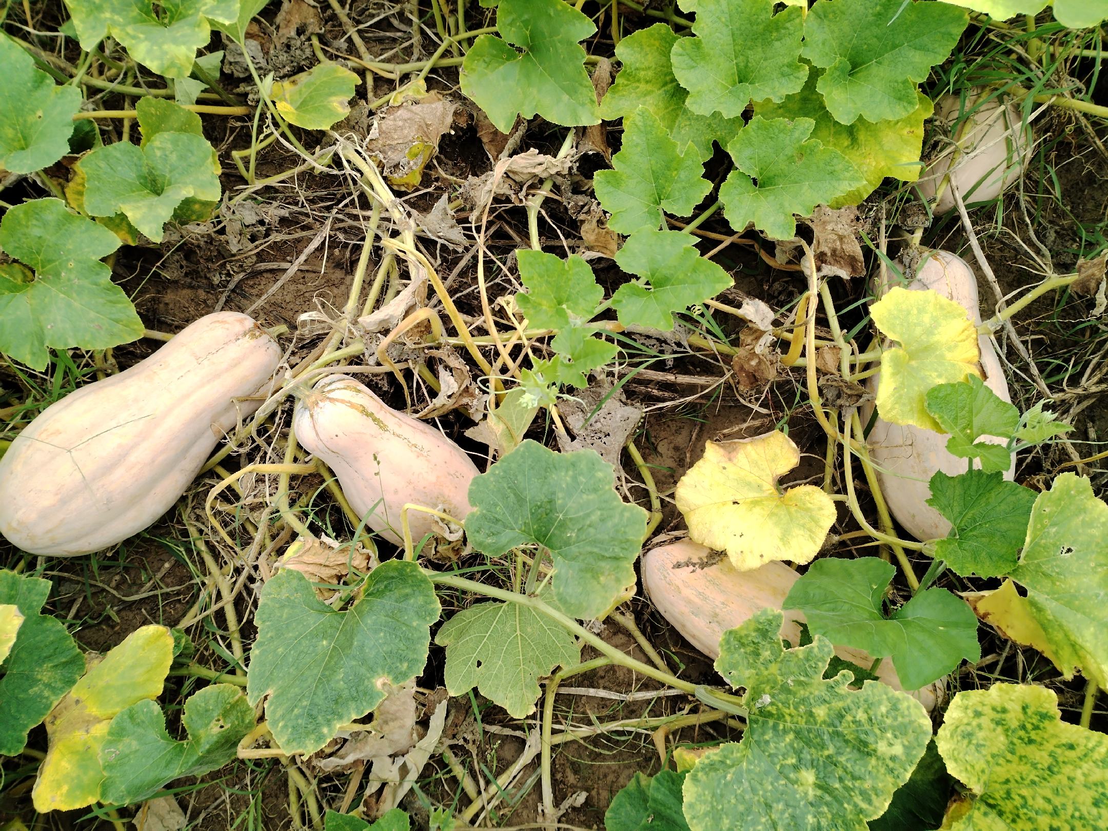 南瓜尖种植田间图