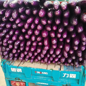 茄子