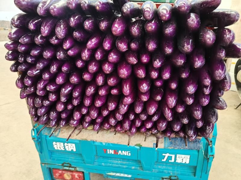 茄子