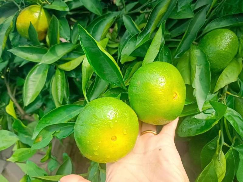 四川特早蜜橘，大量上市，电商，市场，社区，欢迎质询