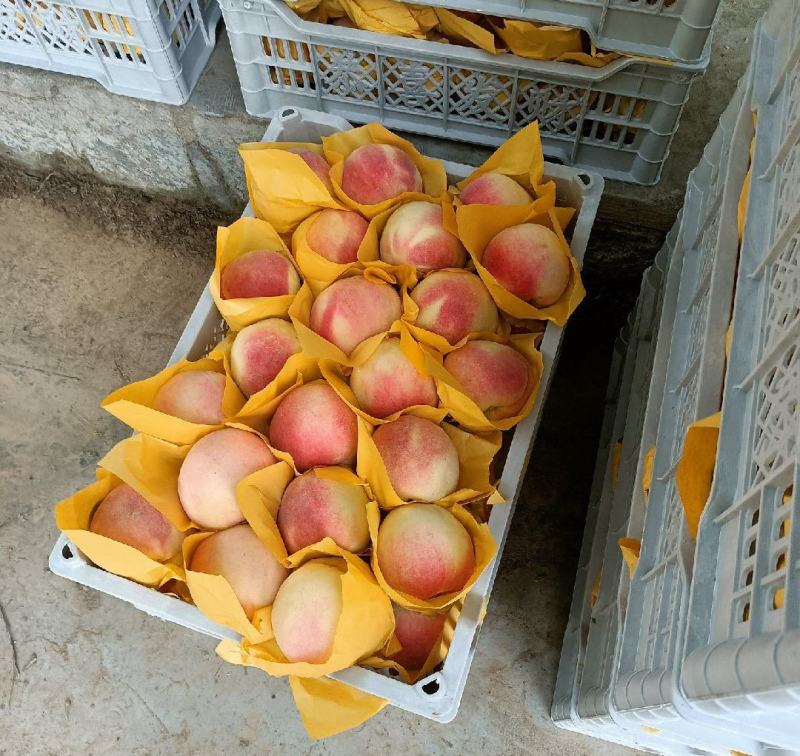 河北永莲8号大蜜桃毛桃大量上市价格不高货源充足品质保障
