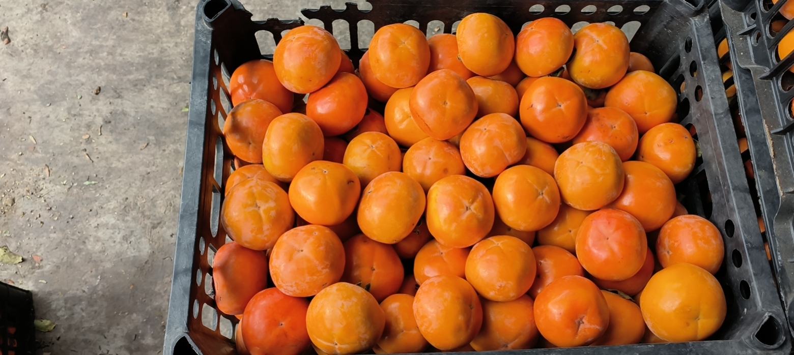 新鲜脆柿实物图,展示多个完整果实,果皮橙黄色,表面光滑无损伤 脆柿实物图