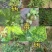奥力士中微量元素水溶肥防治作物病毒病缩叶卷叶不长
