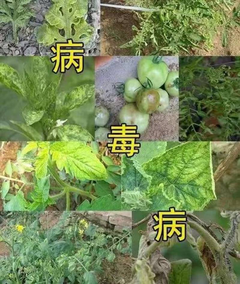 奥力士中微量元素水溶肥防治作物病毒病缩叶卷叶不长