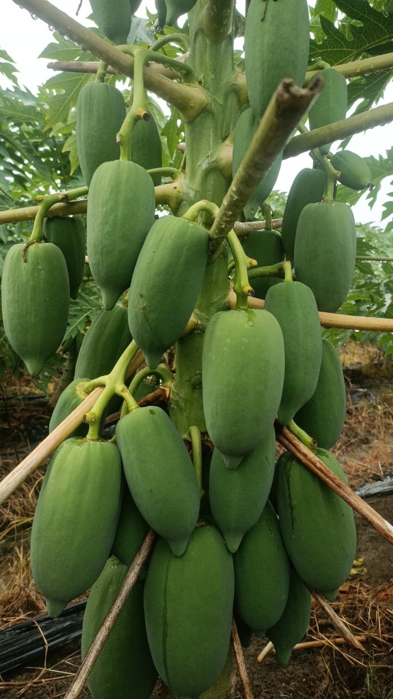 红心水果木瓜
