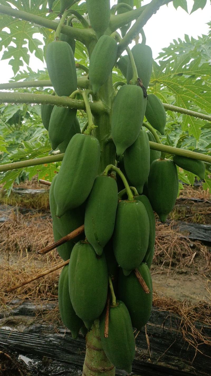 红心水果木瓜