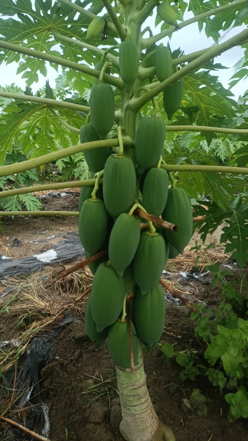 红心水果木瓜