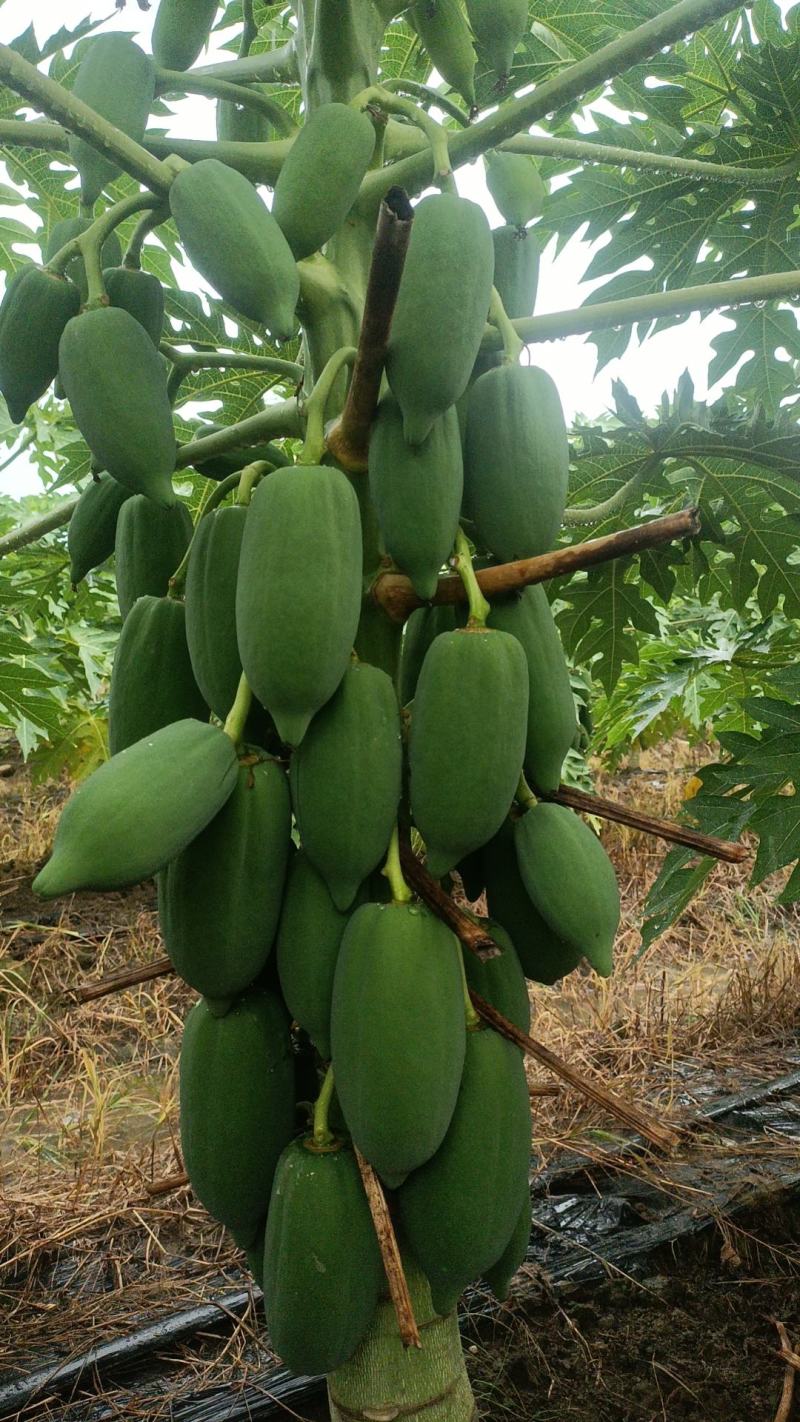 红心水果木瓜