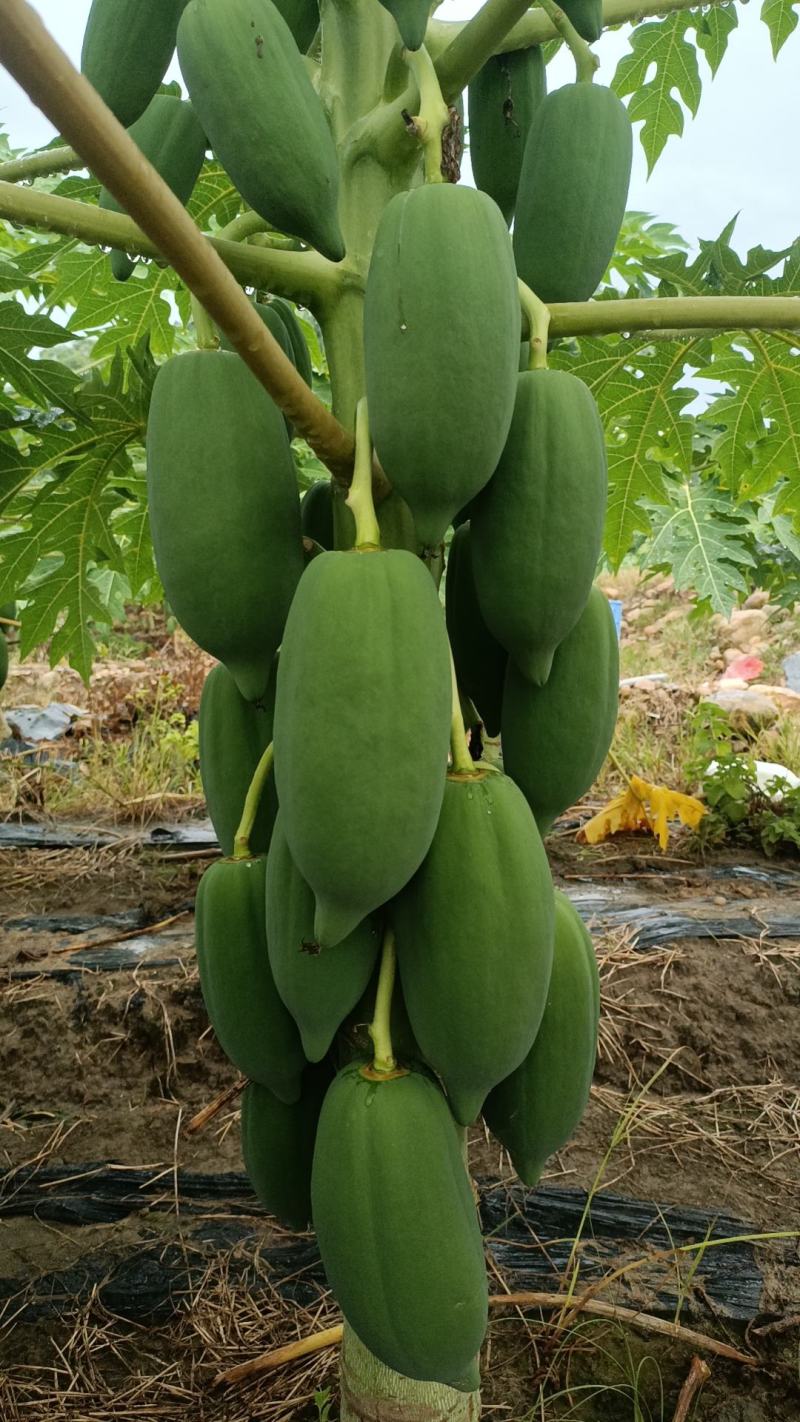 红心水果木瓜