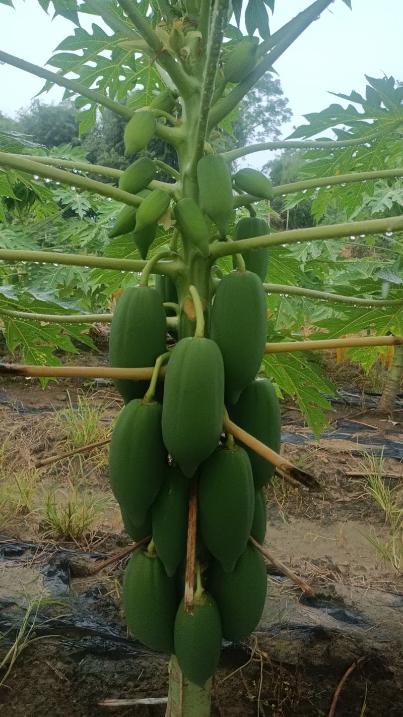 红心水果木瓜