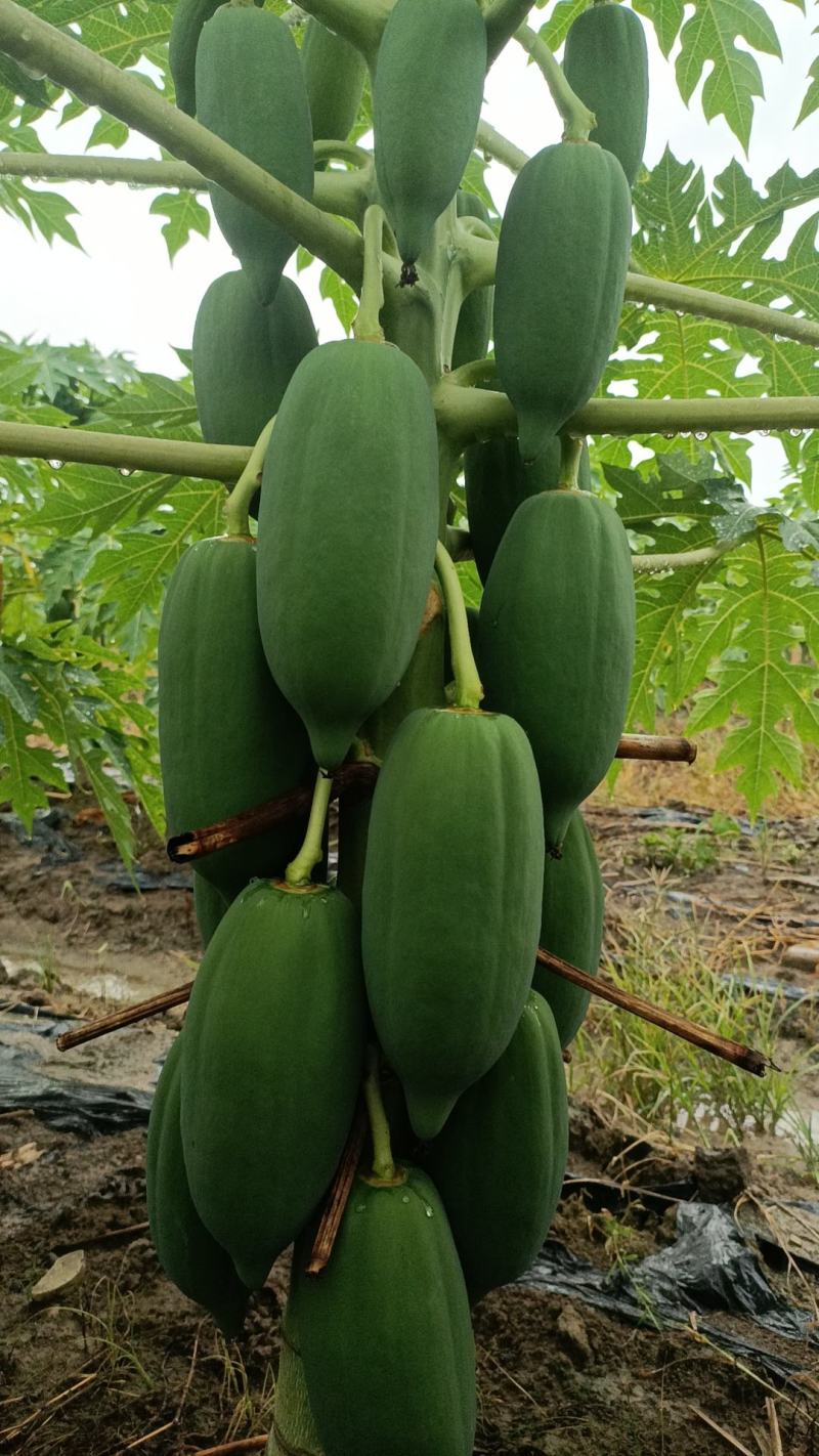 红心水果木瓜
