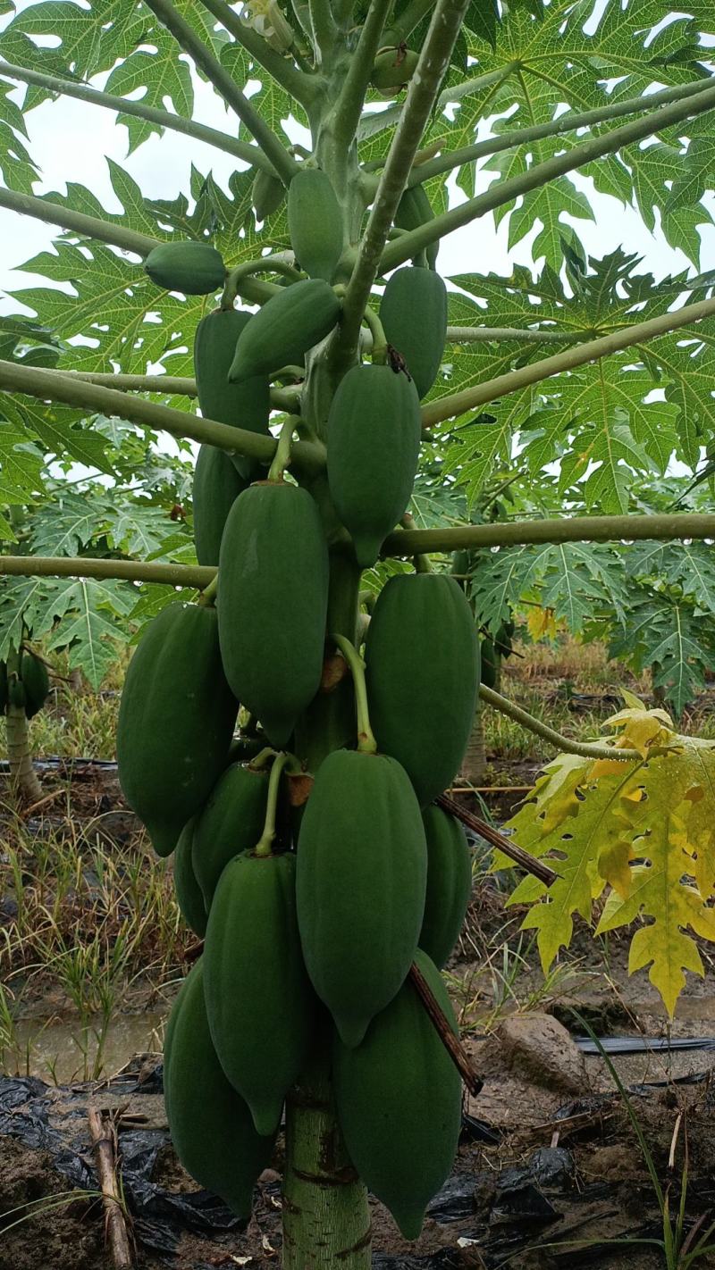 红心水果木瓜