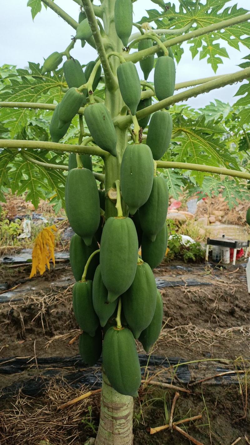 红心水果木瓜