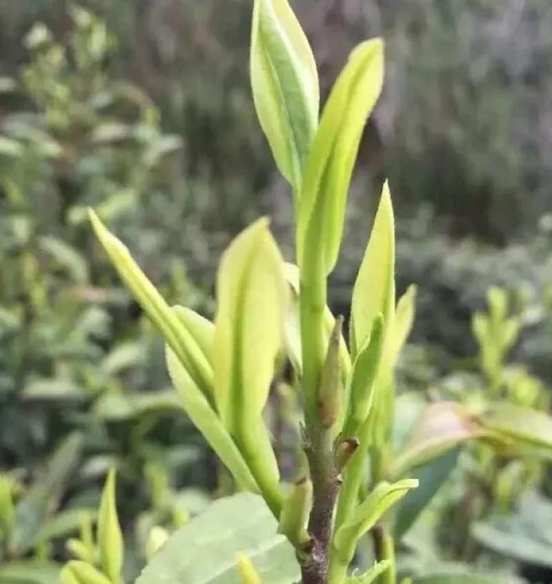 恩施富硒绿茶，一芽一叶，高山云雾茶，茶汤鲜爽