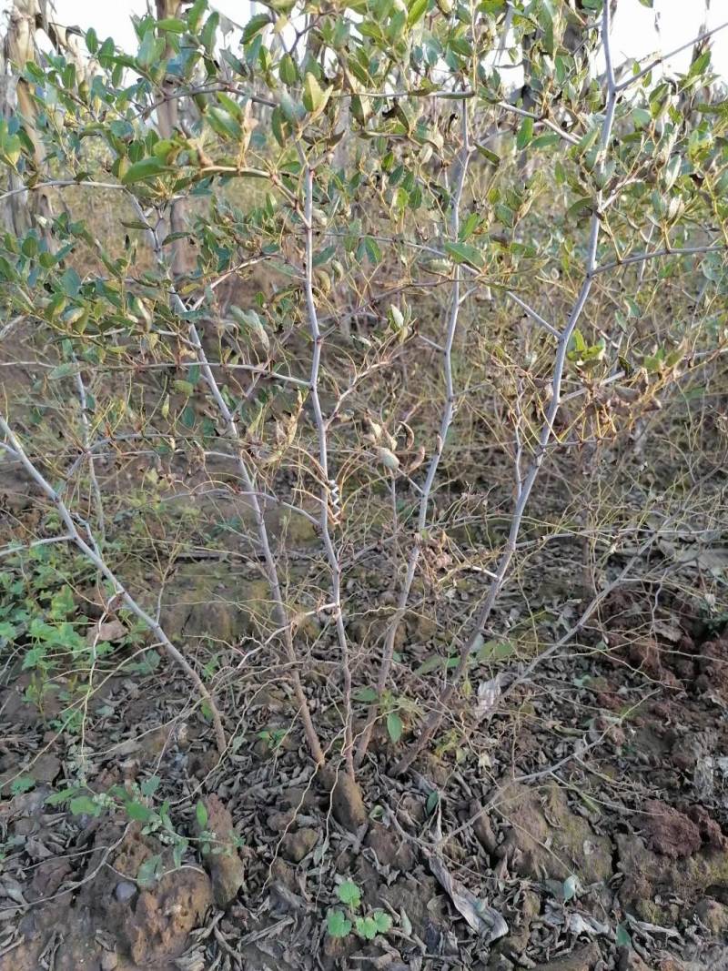 酸枣树苗，双仁酸枣苗，药用酸枣树山西基地