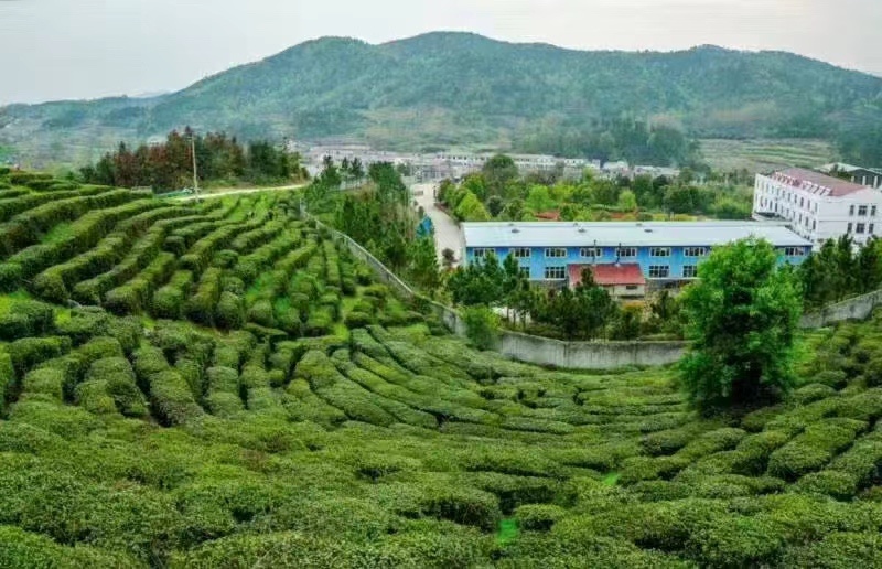 浓栗香毛峰，二采好货，干茶翠绿显毫栗香味十足，泡开芽多