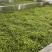 浓栗香毛峰，二采好货，干茶翠绿显毫栗香味十足，泡开芽多