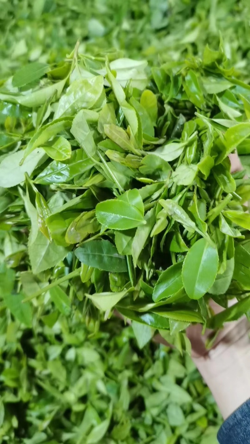 浓栗香毛峰，二采好货，干茶翠绿显毫栗香味十足，泡开芽多