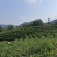 卷毛峰栗香味扑鼻少许白头干干净净无杂质