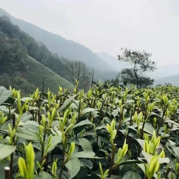 卷毛峰栗香味扑鼻少许白头干干净净无杂质
