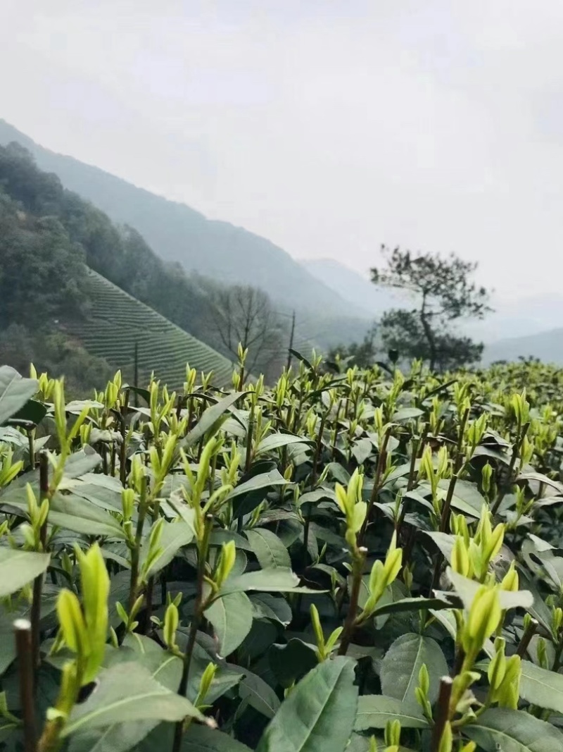 卷毛峰栗香味扑鼻少许白头干干净净无杂质