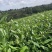 卷毛峰栗香味扑鼻少许白头干干净净无杂质