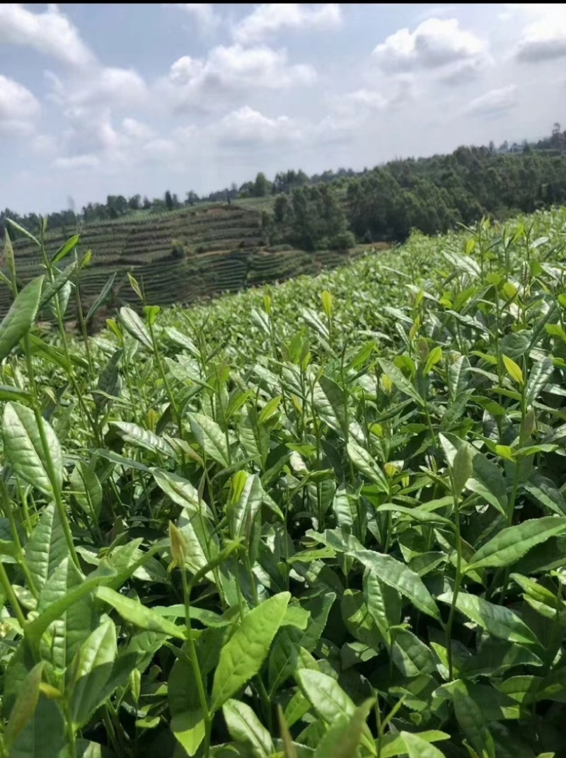 卷毛峰栗香味扑鼻少许白头干干净净无杂质