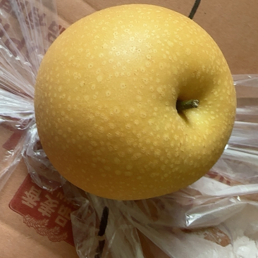 山东费县秋月梨大量上市现货供应各种规格量大从优