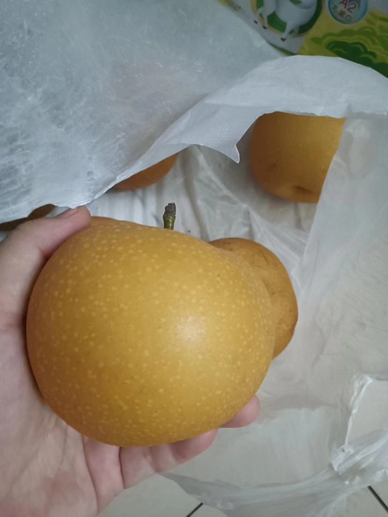 山东费县秋月梨大量上市现货供应各种规格量大从优