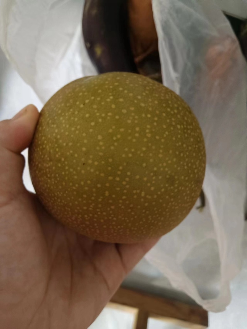 山东费县秋月梨大量上市现货供应各种规格量大从优