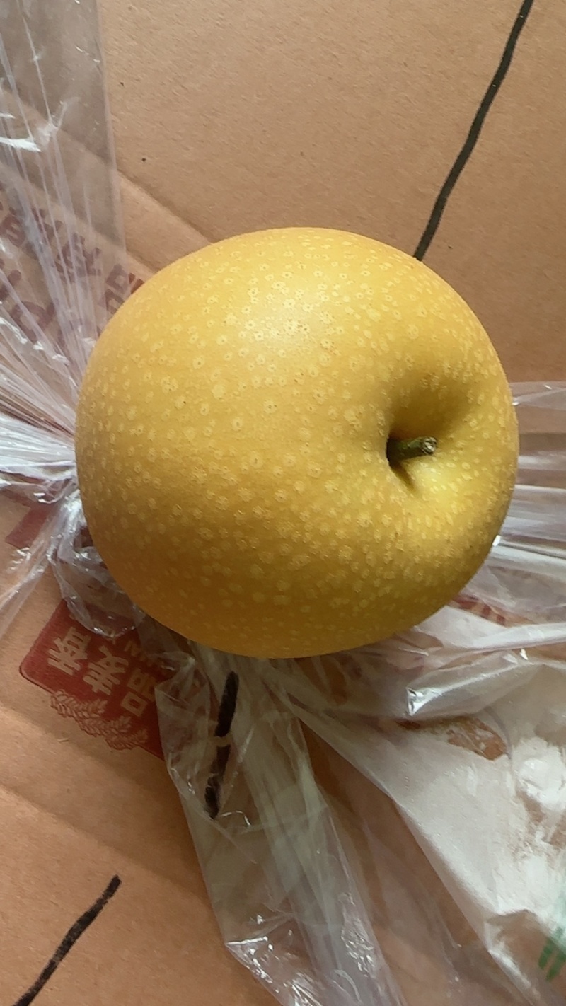 山东费县秋月梨大量上市现货供应各种规格量大从优