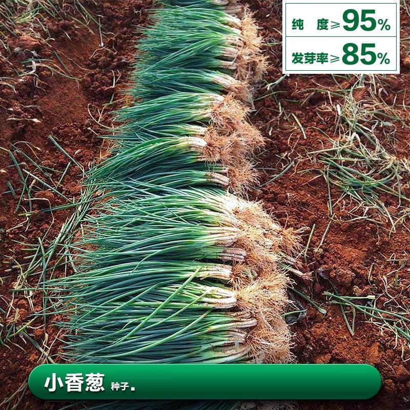 【精品】四川小香葱种子分葱种子株型美观耐寒耐热厂家直发