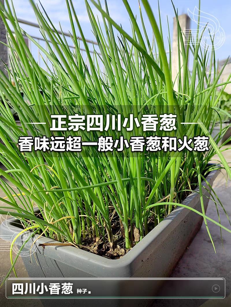 【精品】四川小香葱种子分葱种子株型美观耐寒耐热厂家直发