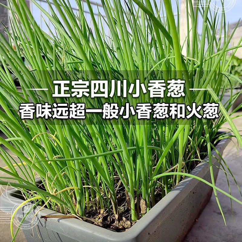 【精品】四川小香葱种子分葱种子株型美观耐寒耐热厂家直发