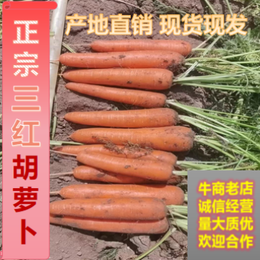 胡萝卜三红胡萝卜产地直销量大质优欢迎合作