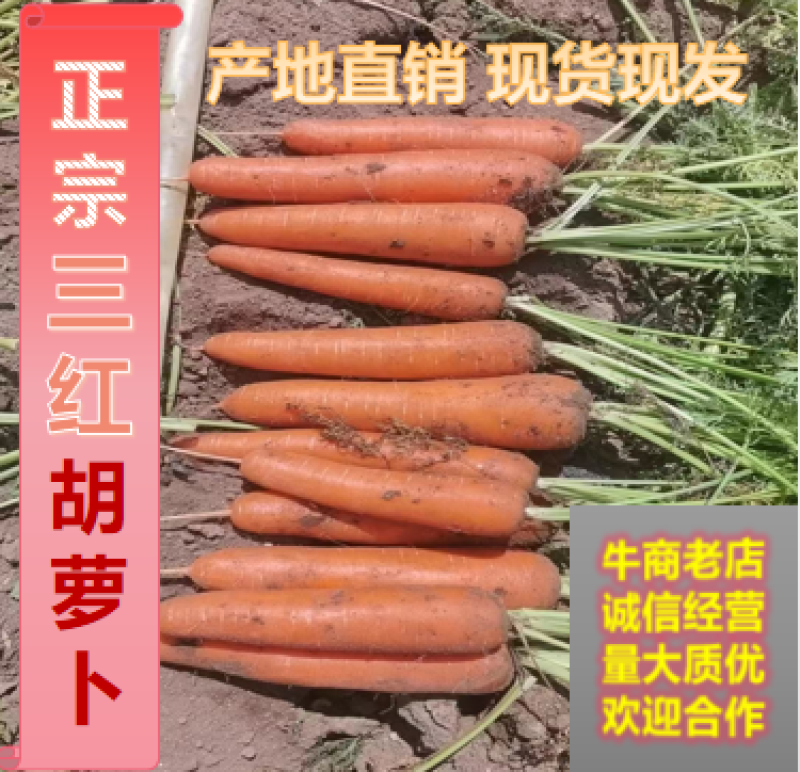 胡萝卜三红胡萝卜产地直销量大质优欢迎合作