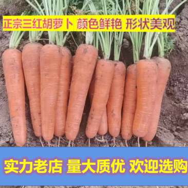 胡萝卜产地直供质量保证量大优惠欢迎