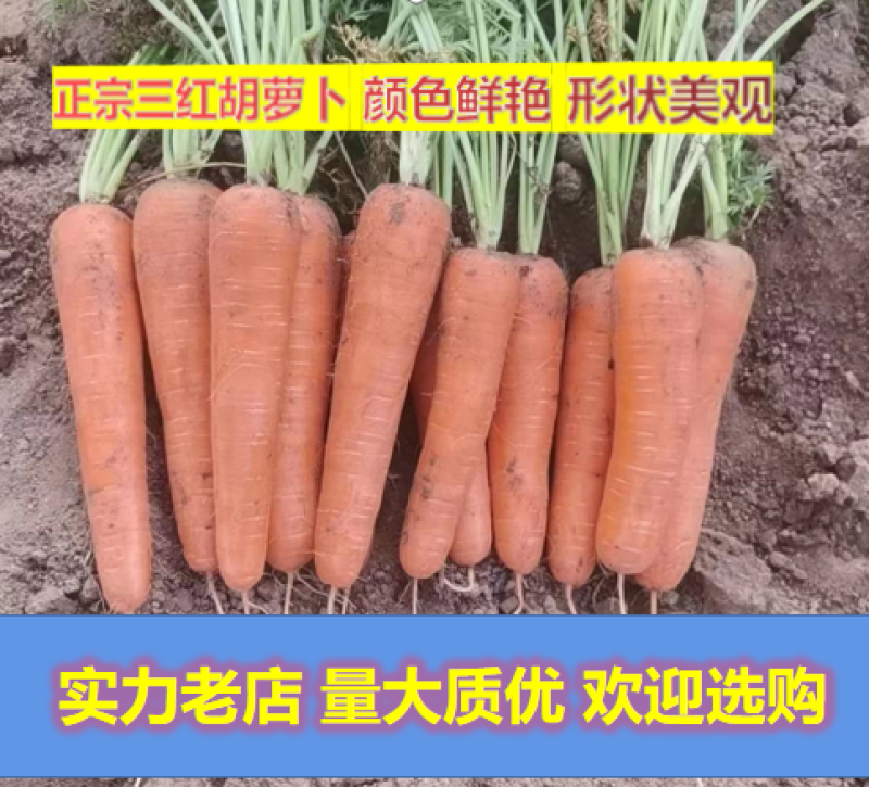 胡萝卜产地直供质量保证量大优惠欢迎