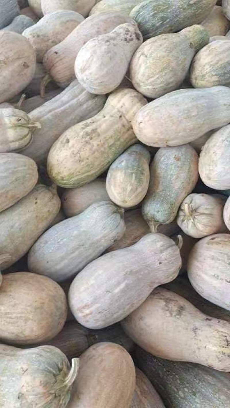 南瓜正中精品蜜本南瓜