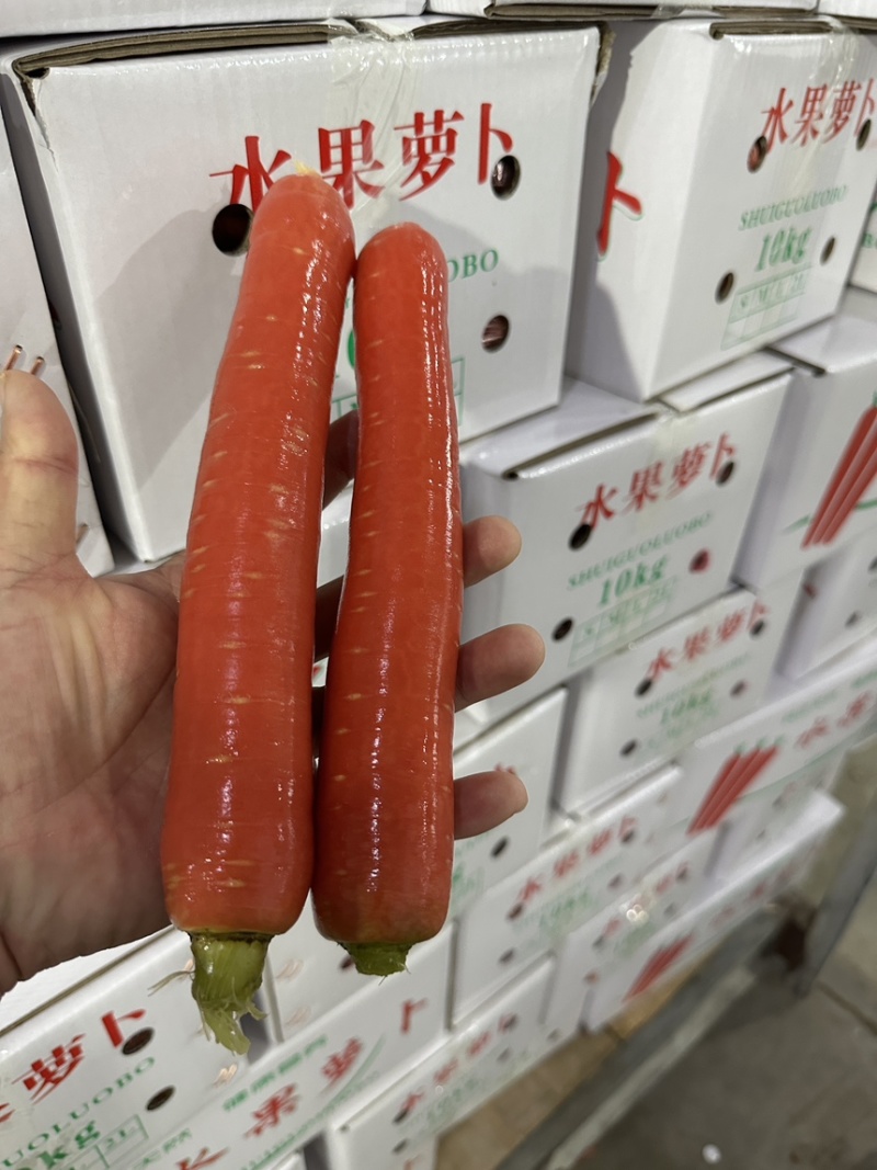 陕西精品沙土地水果红萝卜新鲜供应产地直发欢迎批发