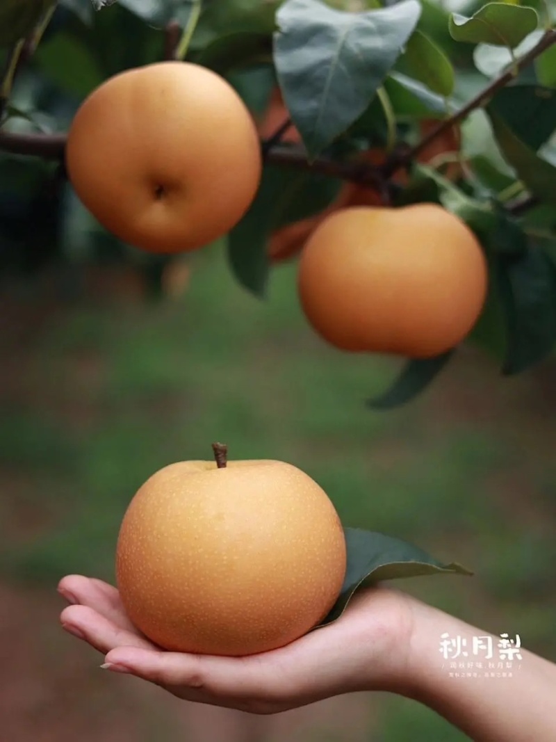 秋月梨树苗基地现挖现发无黑根无根瘤带合同发货