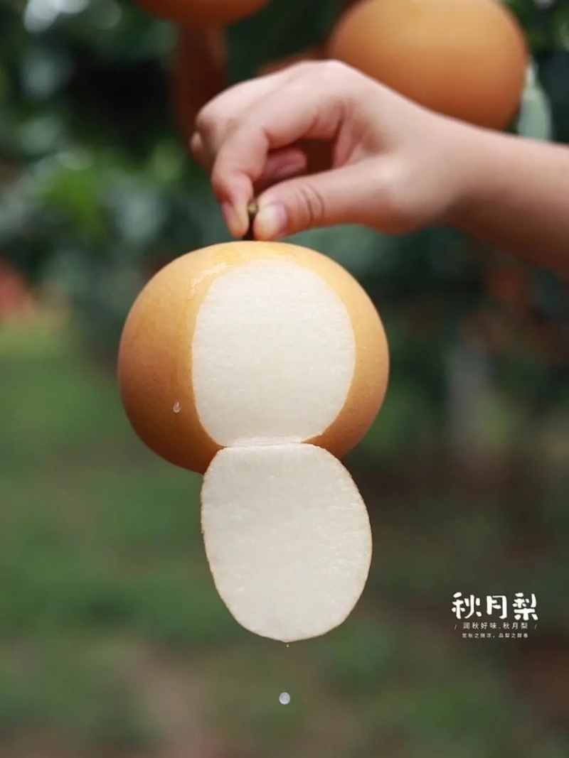 秋月梨树苗基地现挖现发无黑根无根瘤带合同发货