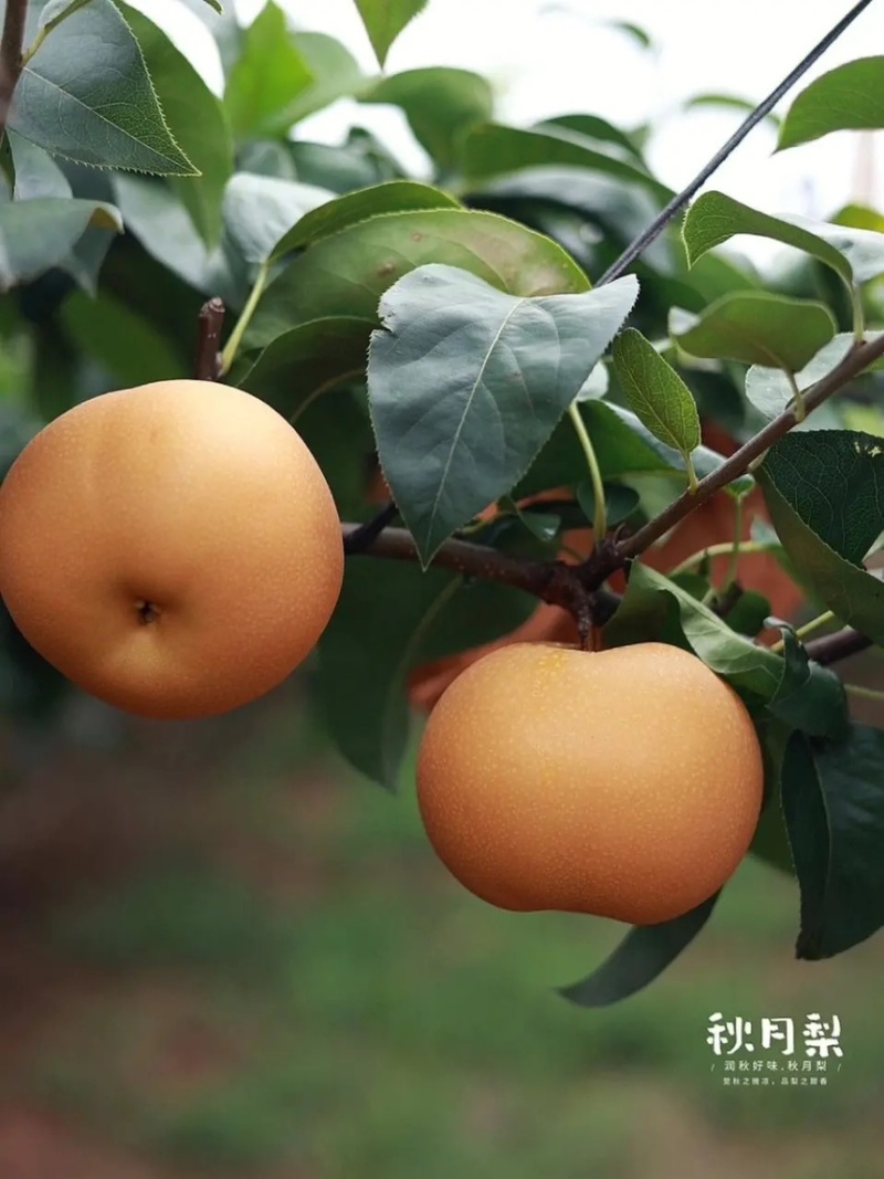 秋月梨树苗基地现挖现发无黑根无根瘤带合同发货