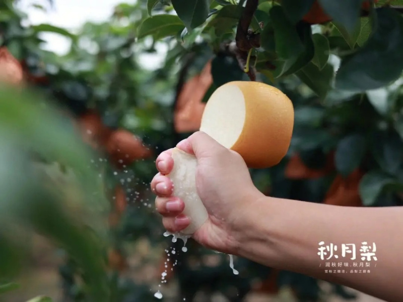秋月梨树苗基地现挖现发无黑根无根瘤带合同发货