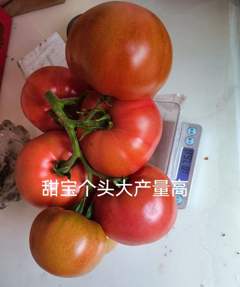 口感西红柿苗大粉西红柿苗抗病毒风味好产量高好吃的番茄苗