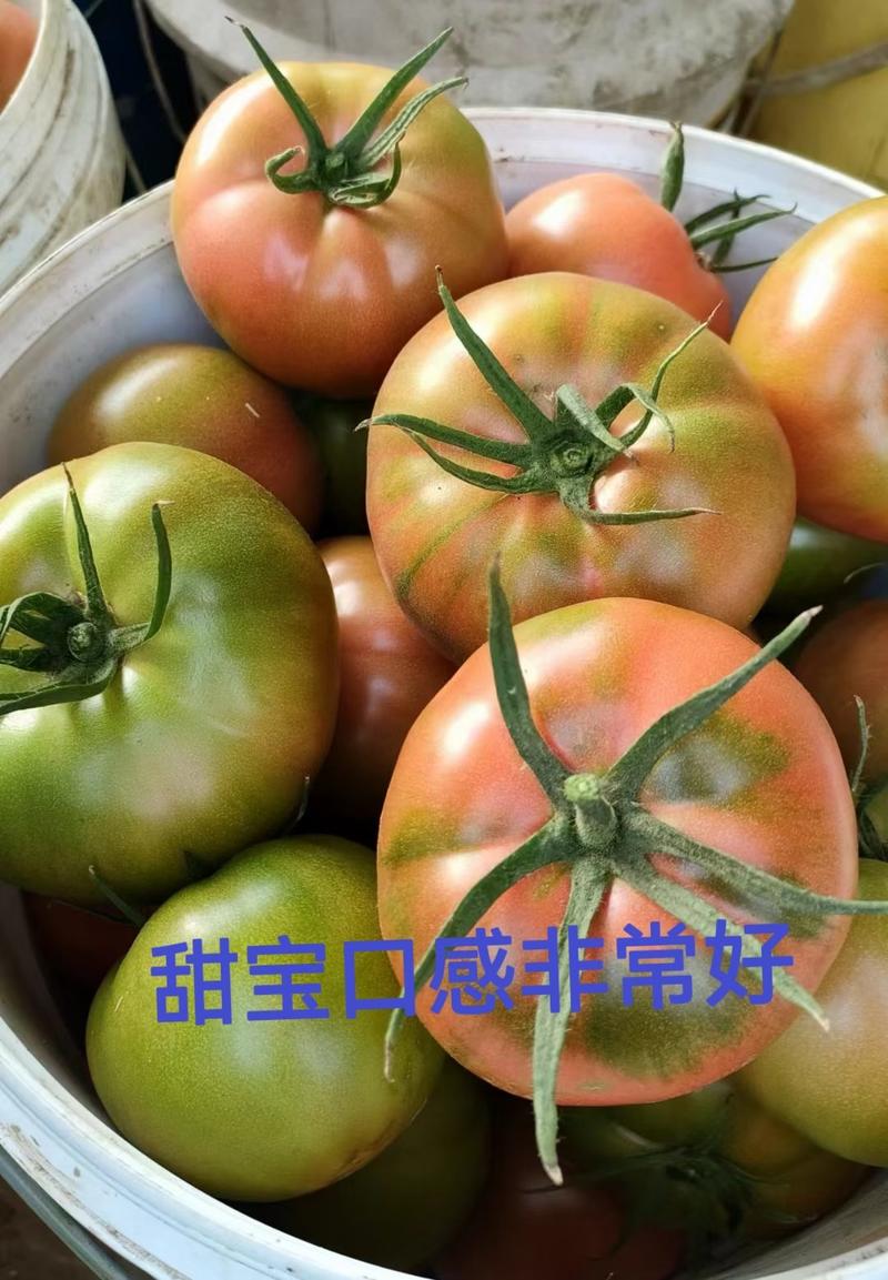 口感西红柿苗大粉西红柿苗抗病毒风味好产量高好吃的番茄苗