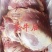 【牛肉】当地黄牛肉鲜冻！牛腿肉牛前牛后，屠宰场直销！