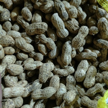 精品花生，产地直销，货源充足，价格优惠，合作共赢，