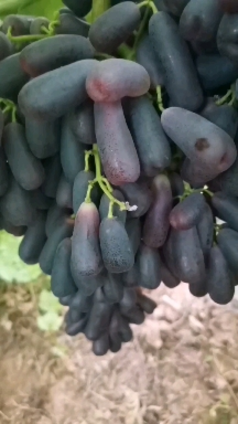 库尔勒香梨口感好