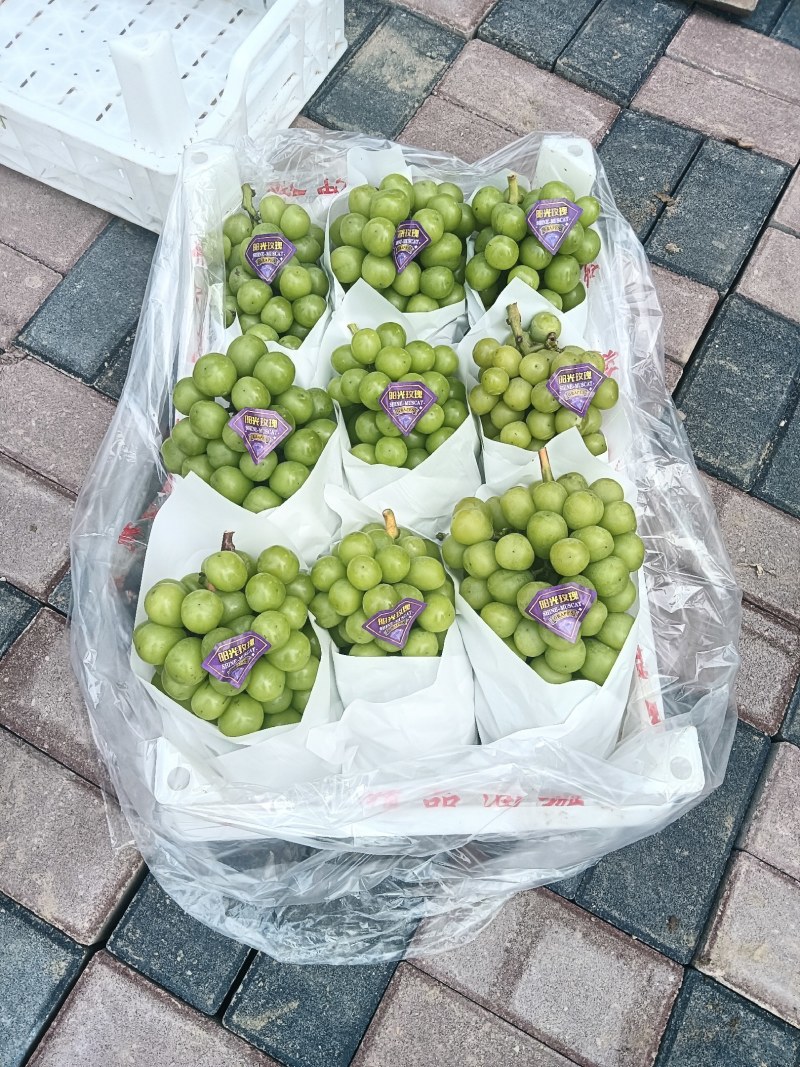 阳光玫瑰